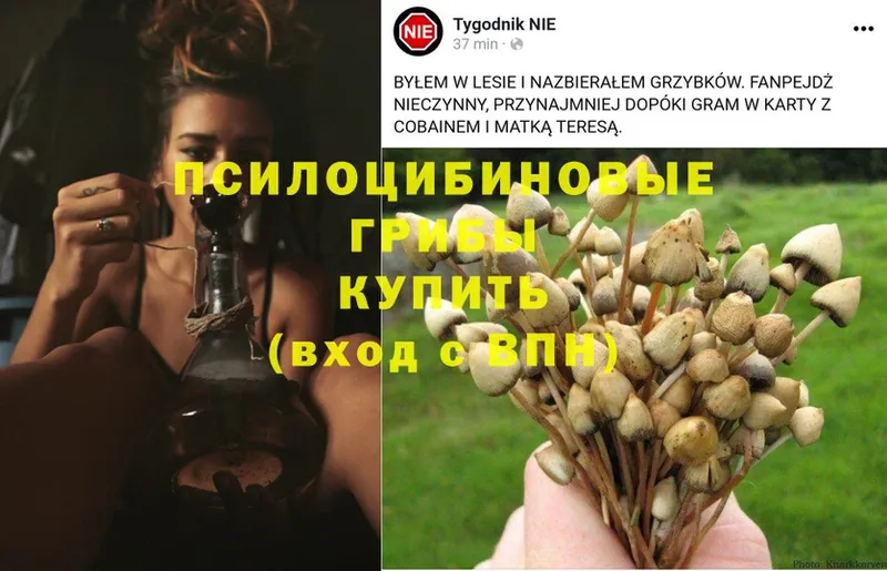 купить наркоту  omg как зайти  Галлюциногенные грибы MAGIC MUSHROOMS  Белогорск 